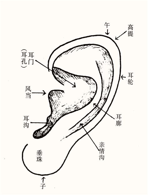 耳毛 面相